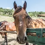 Goccia Di Luna Agroturismo *