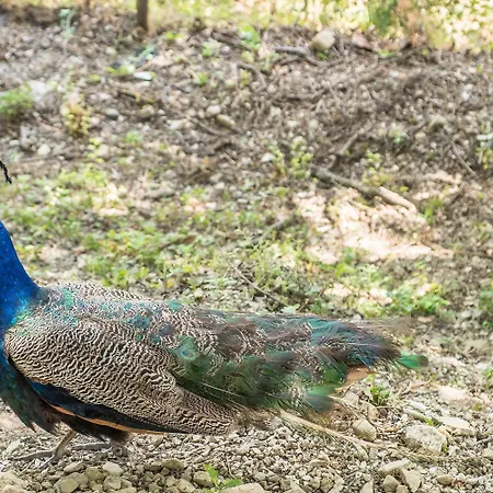 农家乐 Goccia Di Luna *